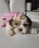 No name , a female Shih Tzu for sale in Adelanto, CA – 5 of 5