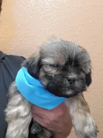 no name, a male Shihpoo for sale in Adelanto, CA – Photo 4 of 10