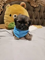 no name, a male Shihpoo for sale in Adelanto, CA – Photo 6 of 10