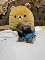 no name, a male Shihpoo for sale in Adelanto, CA – Photo 9 of 10