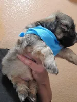 no name, a male Shihpoo for sale in Adelanto, CA – Photo 3 of 10