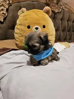 no name, a male Shihpoo for sale in Adelanto, CA – Photo 7 of 10