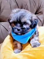 no name, a male Shihpoo for sale in Adelanto, CA – Photo 5 of 10