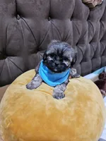 no name, a male Shihpoo for sale in Adelanto, CA – Photo 10 of 10