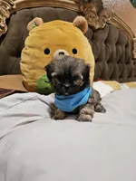 no name, a male Shihpoo for sale in Adelanto, CA – Photo 8 of 10