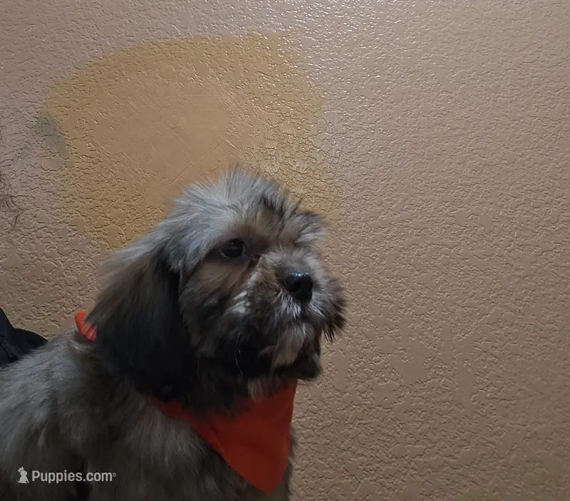 No name – Shihpoo puppy for sale in Adelanto, CA
