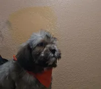 No name, a male Shihpoo for sale in Adelanto, CA – 1 of 10