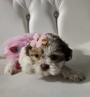 No name , a female Shih Tzu for sale in Adelanto, CA – 2 of 5
