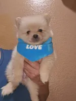 No name , a male Pomeranian for sale in Adelanto, CA – 2 of 10
