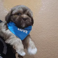 No name , a male Shihpoo and Shih Tzu for sale in Adelanto, CA – 2 of 10