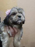 No name, a female Shihpoo for sale in Adelanto, CA – 5 of 10