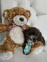No name, a male Shih Tzu and Poodle - Standard  for sale in Adelanto, CA – 5 of 7