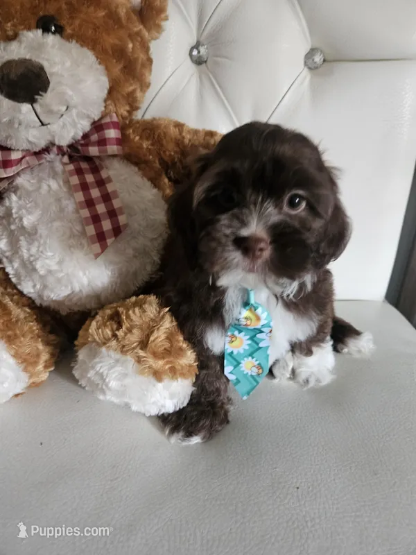 No name, a male Shih Tzu and Poodle - Standard  for sale in Adelanto, CA – 1 of 7