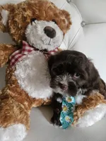 No name, a male Shih Tzu and Poodle - Standard  for sale in Adelanto, CA – 6 of 7