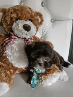No name, a male Shih Tzu and Poodle - Standard  for sale in Adelanto, CA – 2 of 7