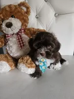 No name, a male Shih Tzu and Poodle - Standard  for sale in Adelanto, CA – 3 of 7