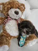 No name, a male Shih Tzu and Poodle - Standard  for sale in Adelanto, CA – 4 of 7