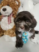 No name, a male Shih Tzu and Poodle - Standard  for sale in Adelanto, CA – 7 of 7
