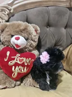 No name , a female Shih Tzu for sale in Adelanto, CA – 7 of 9