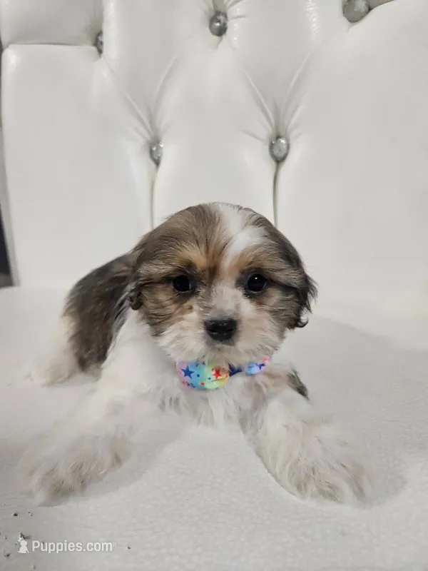 No name  – Shih Tzu puppy for sale in Adelanto, CA