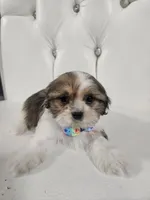 No name , a male Shih Tzu for sale in Adelanto, CA – 1 of 10