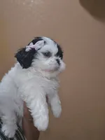 No name , a female Shih Tzu for sale in Adelanto, CA – 9 of 10