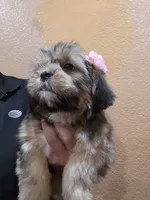 No name, a female Shihpoo for sale in Adelanto, CA – 4 of 10