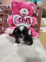 No name, a female Shih Tzu for sale in Adelanto, CA – 8 of 10