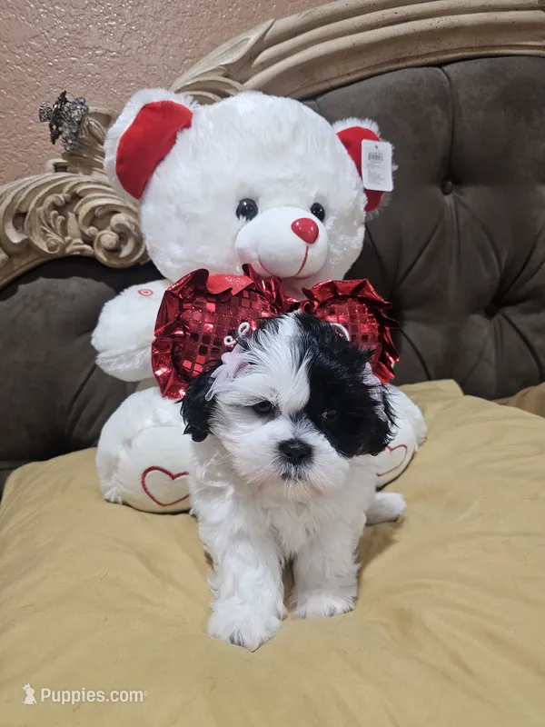 No name  – Shih Tzu puppy for sale in Adelanto, CA