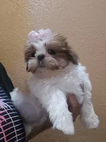 No name , a female Shih Tzu for sale in Adelanto, CA – 8 of 10