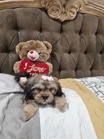 No name, a female Shihpoo for sale in Adelanto, CA – 8 of 10