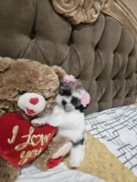 No name, a female Shihpoo for sale in Adelanto, CA – 10 of 10