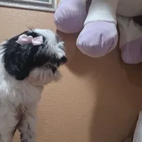 No name , a female Shihpoo for sale in Adelanto, CA – 7 of 10