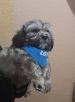 No name, a male Shihpoo for sale in Adelanto, CA – 6 of 10