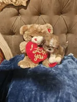 No name , a male Shih Tzu for sale in Adelanto, CA – 7 of 10