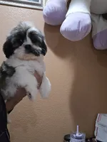 No name, a female Shihpoo and Poodle - Standard  for sale in Adelanto, CA – 2 of 10