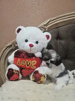 No name, a female Shihpoo and Poodle - Standard  for sale in Adelanto, CA – 5 of 10