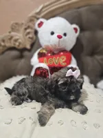 No name, a female Shihpoo and Poodle - Standard  for sale in Adelanto, CA – 7 of 10