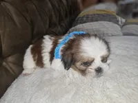 No name, a male Shih Tzu for sale in Adelanto, CA – 8 of 10