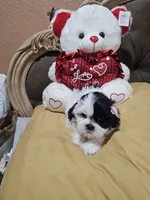 No name , a female Shih Tzu for sale in Adelanto, CA – 4 of 10