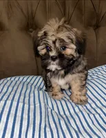 No name , a male Shihpoo and Shih Tzu for sale in Adelanto, CA – 8 of 10