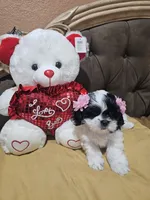 No name , a female Shih Tzu for sale in Adelanto, CA – 10 of 10
