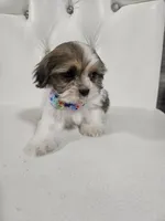 No name , a male Shih Tzu for sale in Adelanto, CA – 6 of 10