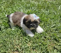 no name, a female Shih Tzu for sale in Adelanto, CA – 10 of 10