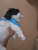 No name, a male Shih Tzu for sale in Adelanto, CA – 3 of 10