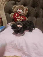 No name , a female Shih Tzu for sale in Adelanto, CA – 6 of 10