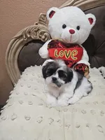 No name, a female Shihpoo and Poodle - Standard  for sale in Adelanto, CA – 8 of 10