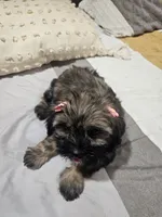 No name, a female Shihpoo and Poodle - Standard  for sale in Adelanto, CA – 1 of 10