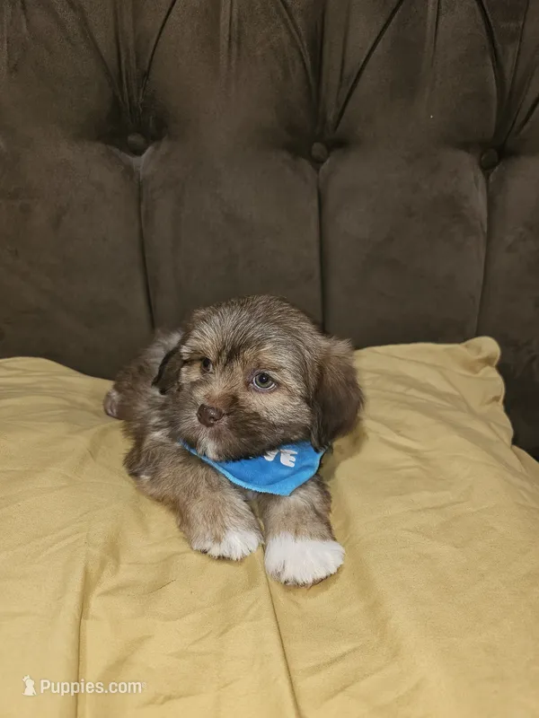 No name  – Shihpoo, Shih Tzu puppy for sale in Adelanto, CA
