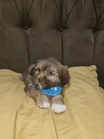 No name , a male Shihpoo and Shih Tzu for sale in Adelanto, CA – 1 of 10